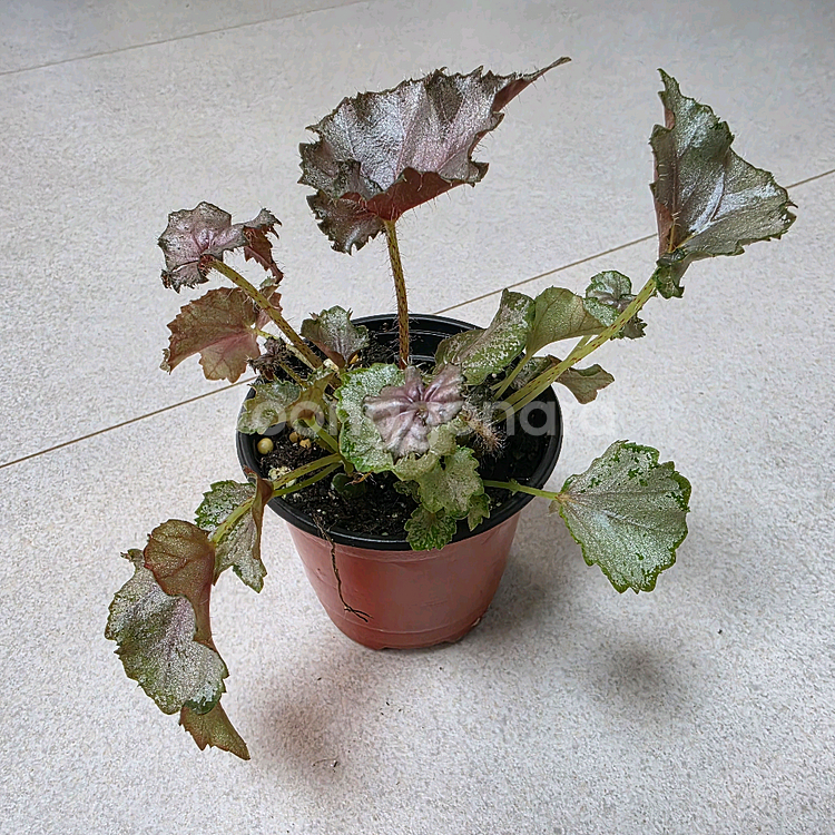 베고니아 데자토리스--0