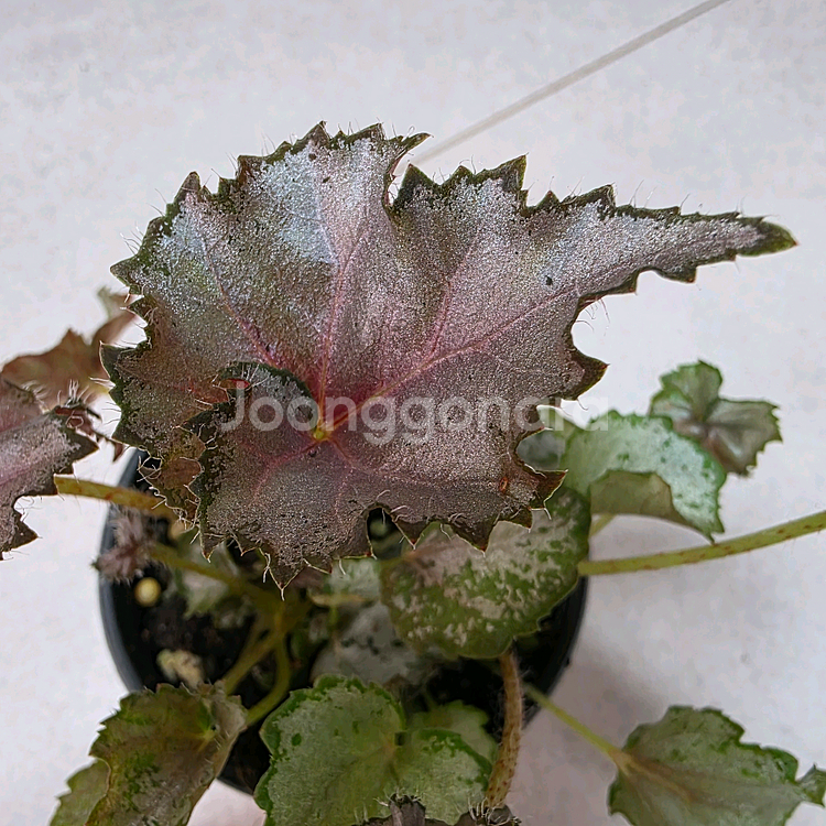 베고니아 데자토리스--1