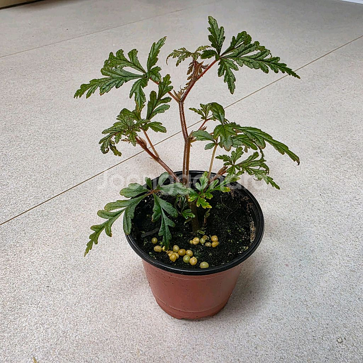 베고니아 폴리로엔시스--0