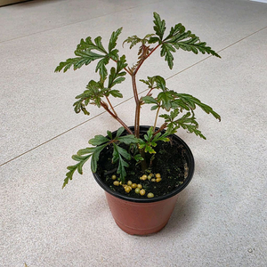 베고니아 폴리로엔시스