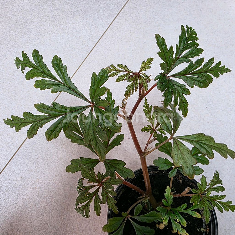 베고니아 폴리로엔시스--1