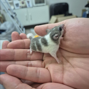 피그미다람쥐 5개월 무료분양보냅니다 (부산)