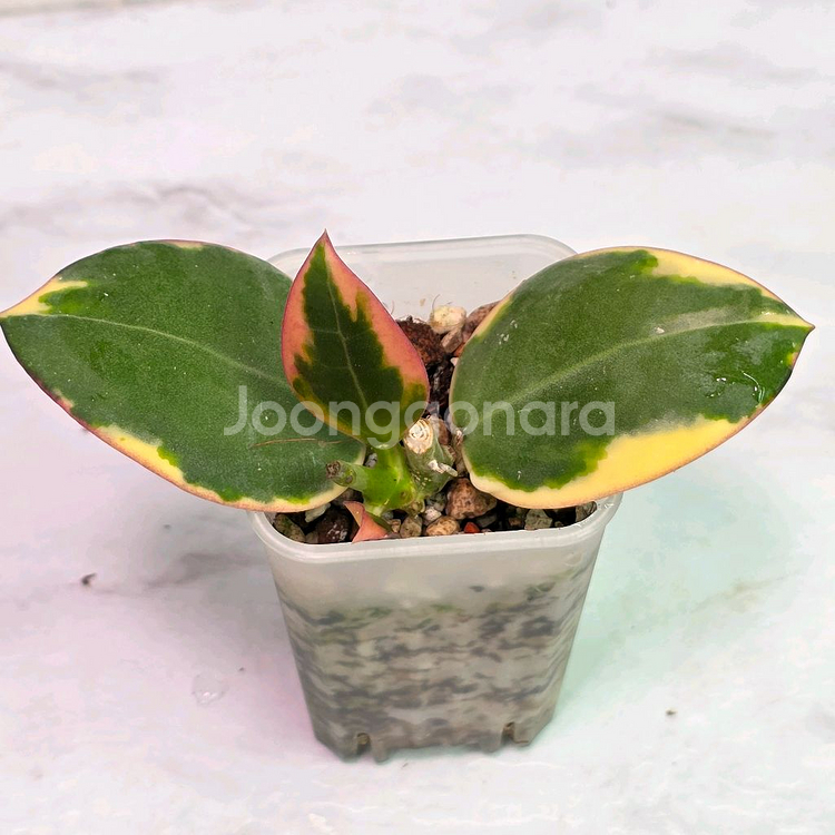 호야 파라알보(알로x안스x)--0