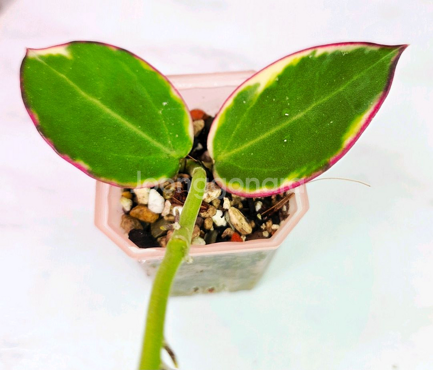 호야 파라알보(알로x안스x)--1