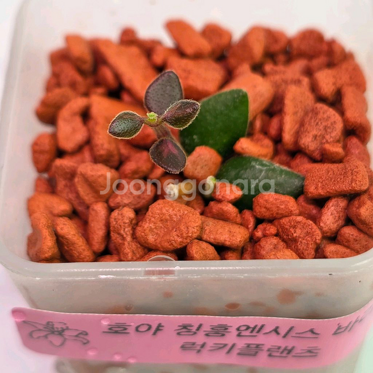 호야 칭흥엔시스 바리에가타 (쌍촉)(알로x)--0