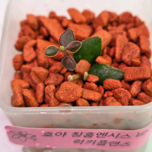 호야 칭흥엔시스 바리에가타 (쌍촉)(알로x)