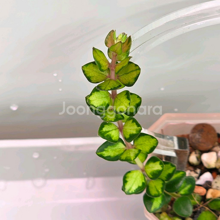 호야 칭흥엔시스 바리에가타 (쌍촉)(알로x)--2