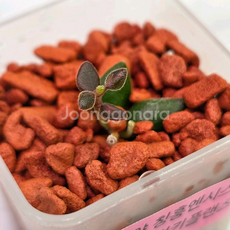 호야 칭흥엔시스 바리에가타 (쌍촉)(알로x)--1