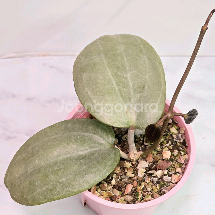 호야 사라왁 민트(알로x안스x)--0