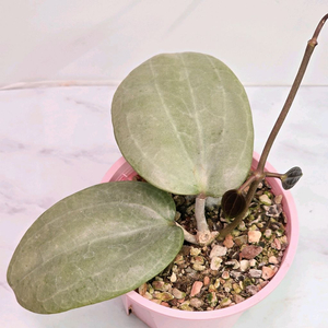 호야 사라왁 민트(알로x안스x)