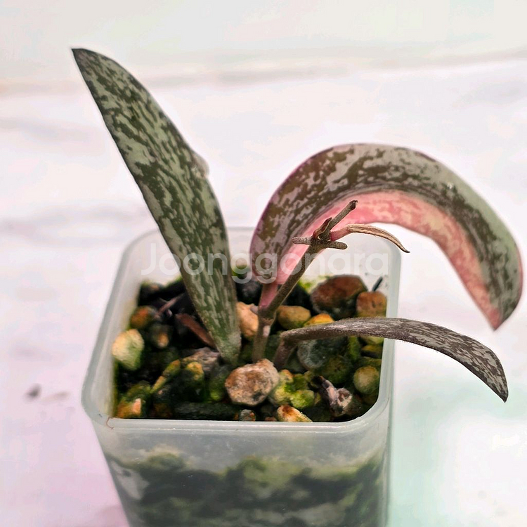 호야 시길라티스 알보 마지나타(알로x)--0