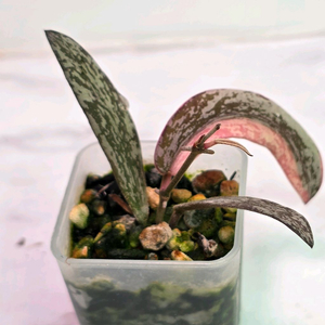 호야 시길라티스 알보 마지나타(알로x)