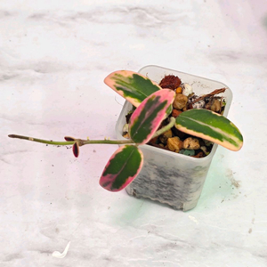 호야 리프리즘 산반(알로x안스x)