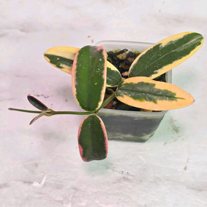 호야 리프리즘 산반 (알로x안스x)