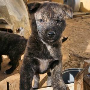 경북 김천시 시골잡종 강아지 무료분양 이미지