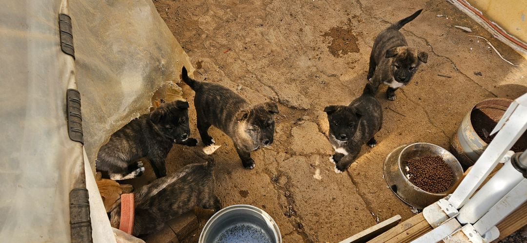 경북 김천시 시골잡종 강아지 무료분양 이미지