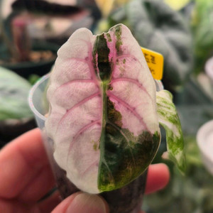 알로카시아 왓소니아 도프 화이트(핑크알보)바리에가타/무천SS급/글로시X