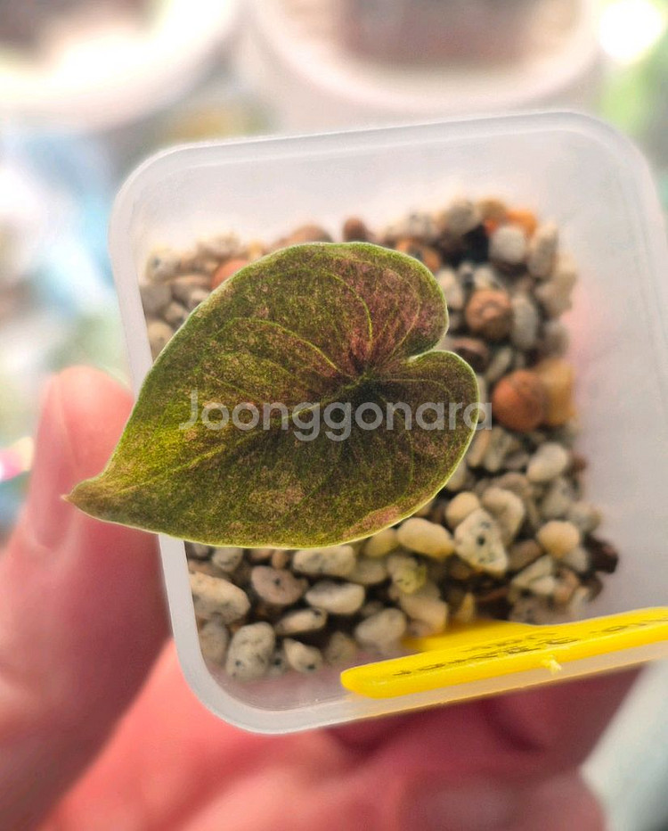 알로카시아 쿠프레아 바리에가타/자구묘--0