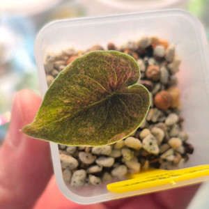 알로카시아 쿠프레아 바리에가타/자구묘