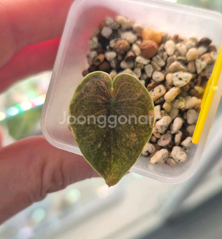 알로카시아 쿠프레아 바리에가타/자구묘--1