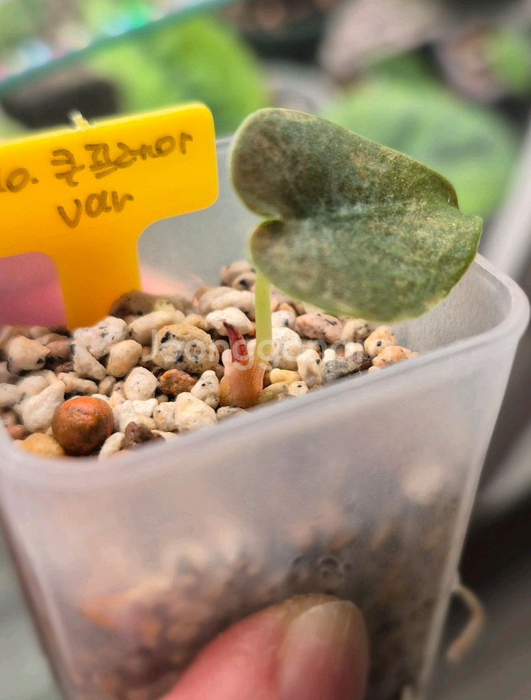 알로카시아 쿠프레아 바리에가타/자구묘--2