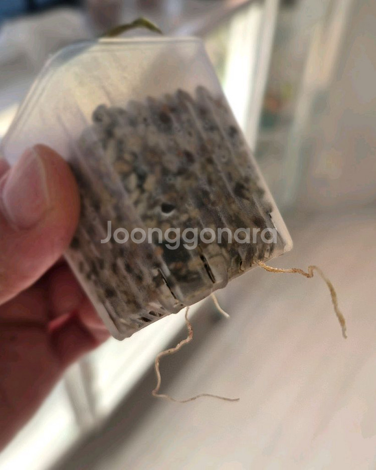 알로카시아 쿠프레아 바리에가타/자구묘--3