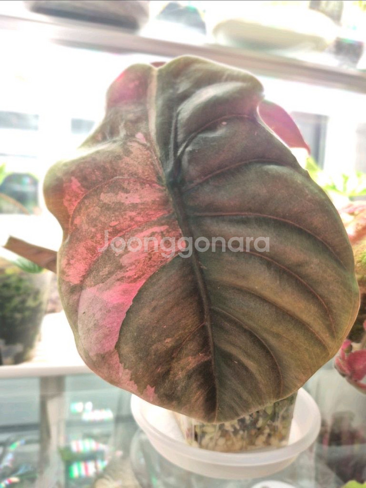 알로카시아 쿠프레아 바리에가타/자구묘--4