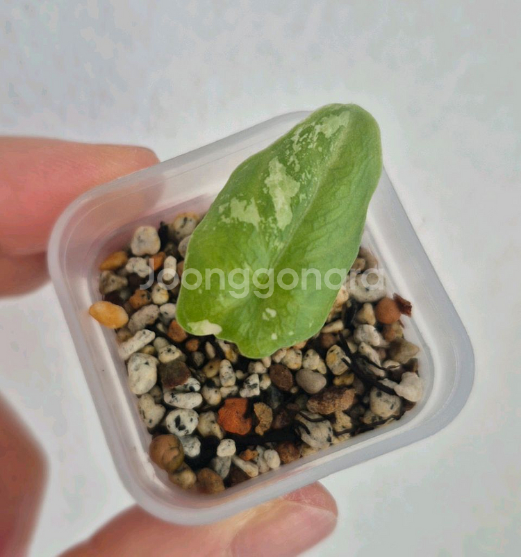 알로카시아 멜로 화이트(알보)바리에가타/자구묘--0