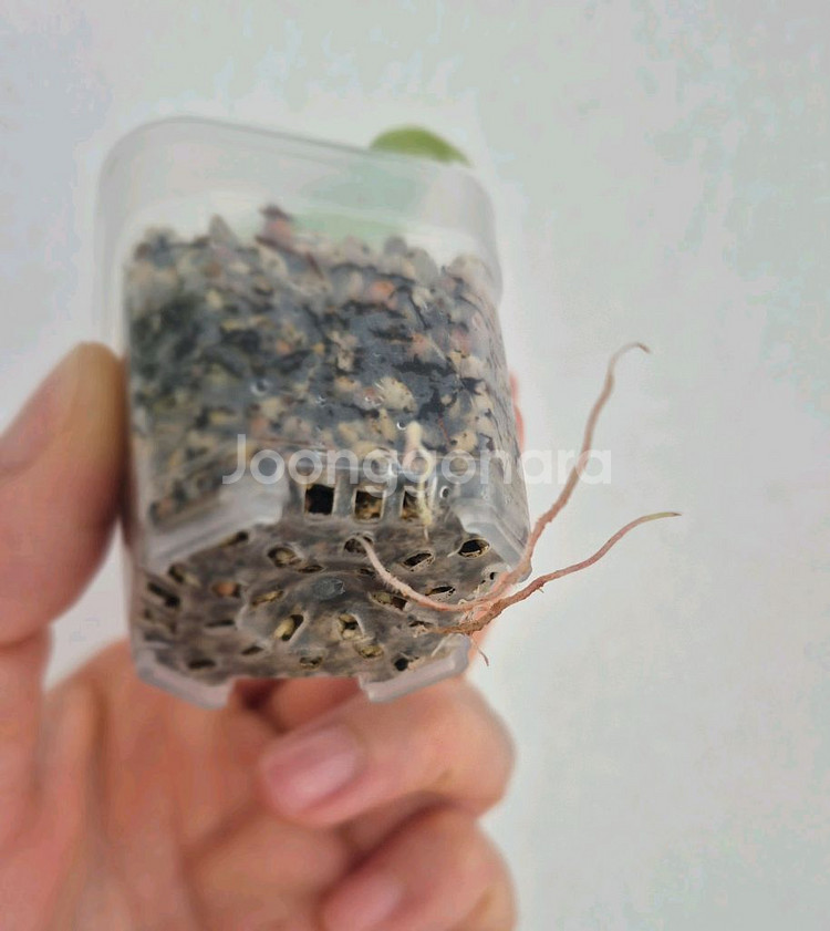 알로카시아 멜로 화이트(알보)바리에가타/자구묘--1