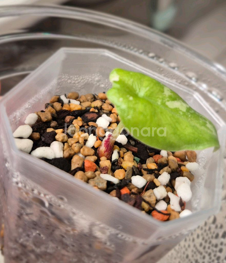 알로카시아 멜로 화이트(알보)바리에가타/자구묘--2