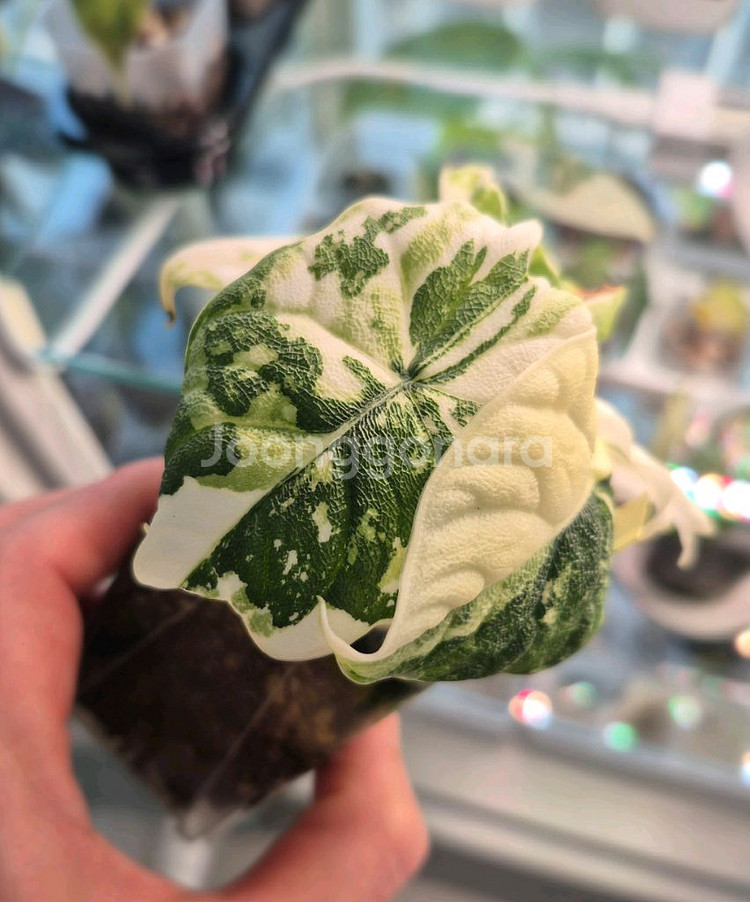 알로카시아 멜로 화이트(알보)바리에가타/자구묘--3