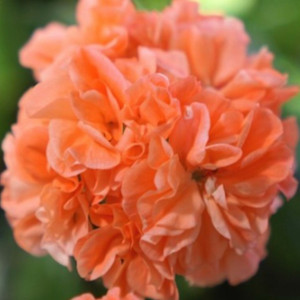 제라늄 오렌지마멀레이드