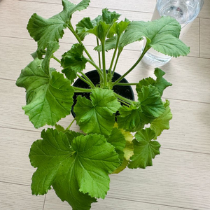 프린세스오브웨일즈 리갈제라늄