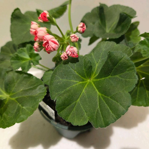 타러브스토리 러시아제라늄