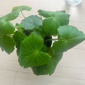 모나베르사유 러시아제라늄