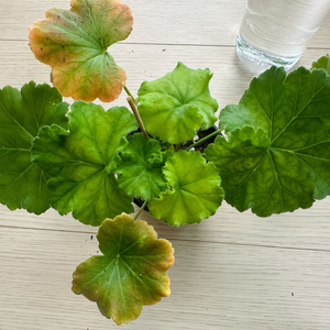 Yuz아마빌리스 제라늄