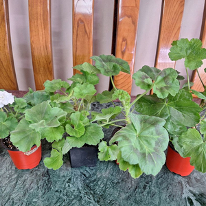 제라늄 4종 분양합니다