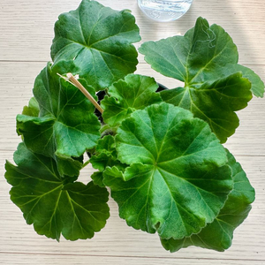 디아나 한국제라늄