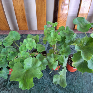 제라늄 4종 분양합니다