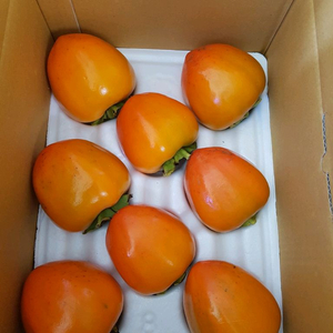 대봉감 달고 찰진 영암 특산물 선물용