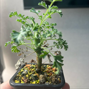 페라고니움 알터넌스 / 제라늄