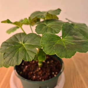 제라늄 비비피예트