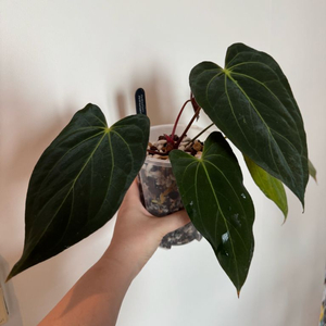 안스리움 파필릴라미넘 포츠셔먼