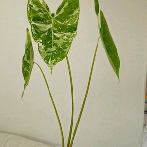 알로카시아 롱기로바 바리에가타 자구묘 분양