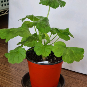 메이쉼플리 제라늄