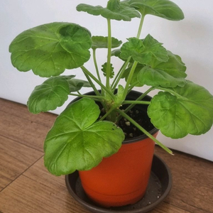 메이엠버서더 제라늄