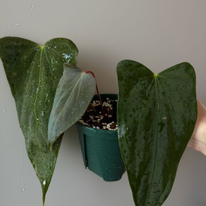 안스리움 (rl x fs) X 미스터월드와이드