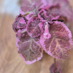 에피스시아 핑크스모크