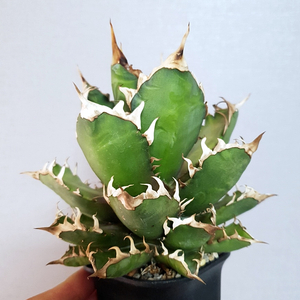 아가베 레드켓, 아가베 웨어울프, 아가베 크랩