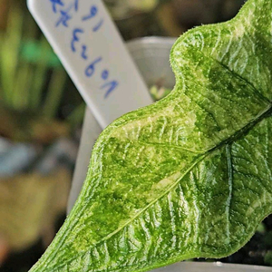 알로카시아 미스틱 No9 ~3자구묘